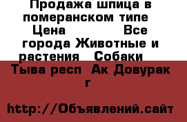 Продажа шпица в померанском типе › Цена ­ 20 000 - Все города Животные и растения » Собаки   . Тыва респ.,Ак-Довурак г.